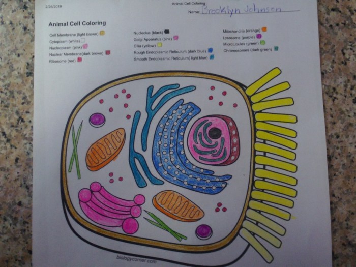 Plant cell coloring sheet answer key