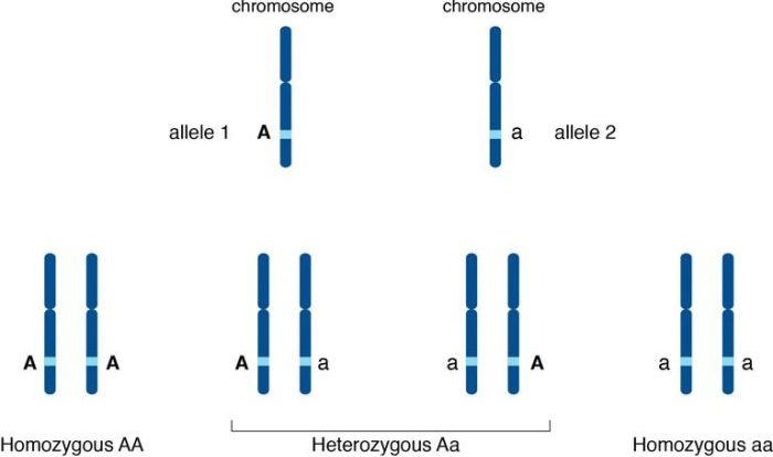 Crossword clue one of a gene pair