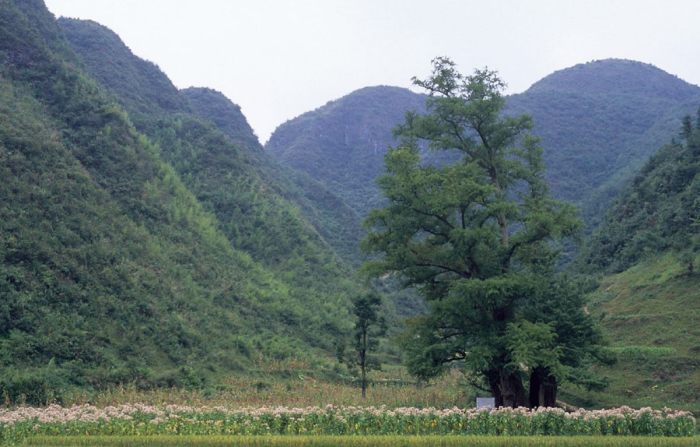 Li jiawan grand ginkgo king