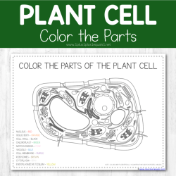 Plant cell coloring sheet answer key