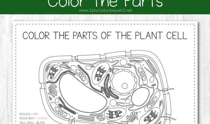 Plant cell coloring sheet answer key