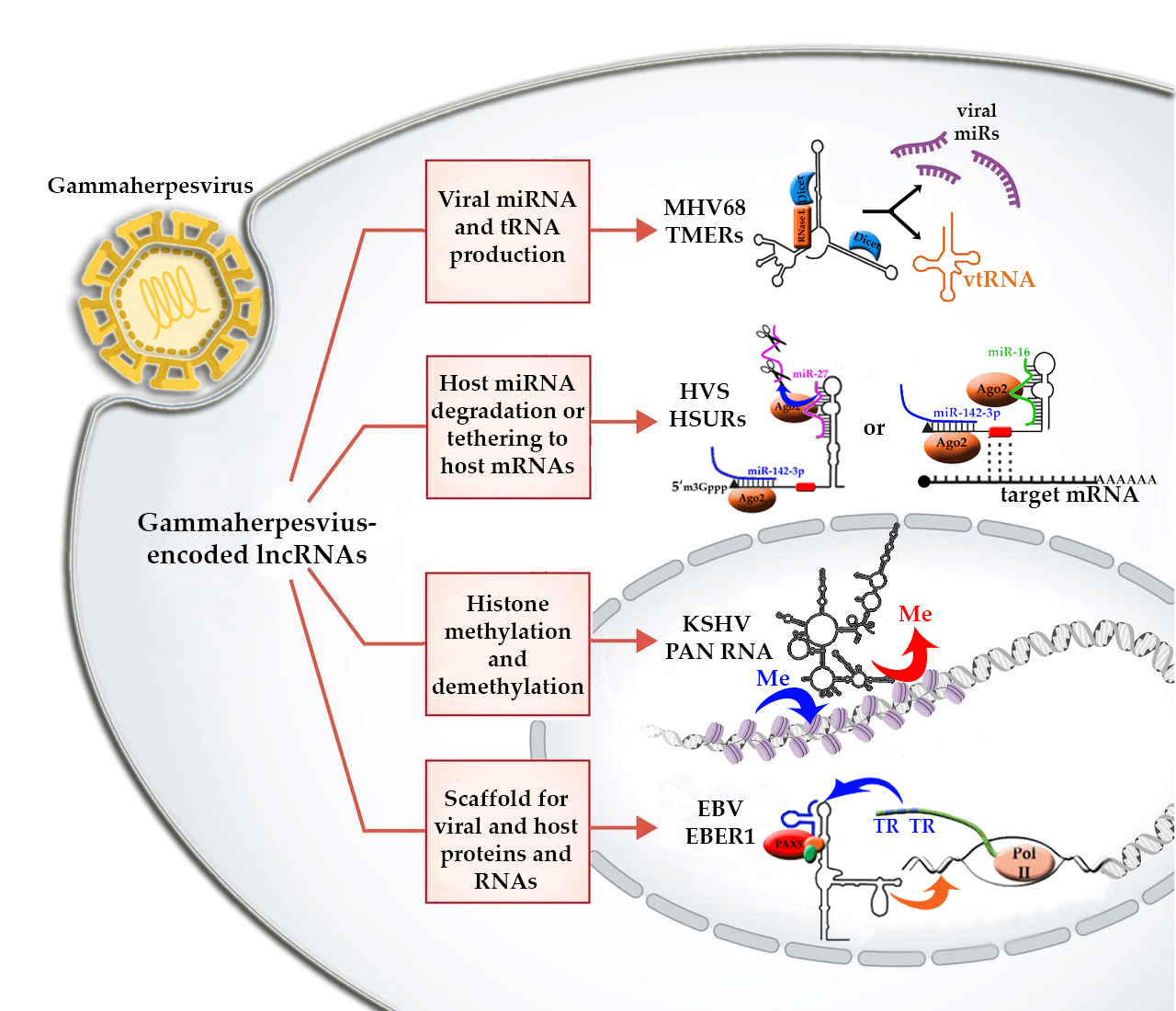 Rna coding ncrna epigenetics jbic organisms vivo