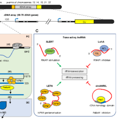 Match the ncrna with its function.