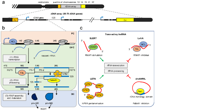 Match the ncrna with its function.