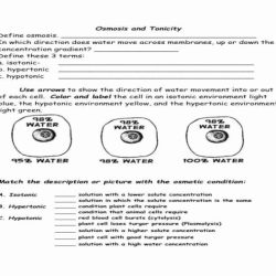 Osmosis and tonicity worksheet answers