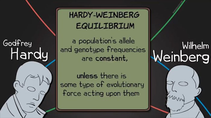 Amoeba sisters video recap hardy-weinberg equilibrium answer key