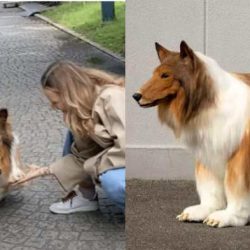 Historia del hombre que se convirtió en perro english