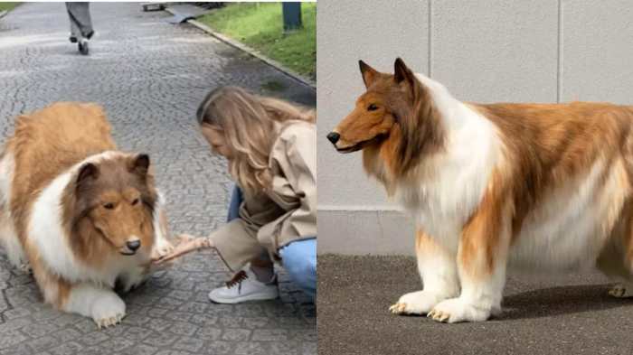 Historia del hombre que se convirtió en perro english