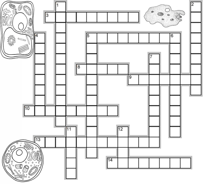 Cell structure and function crossword answer key