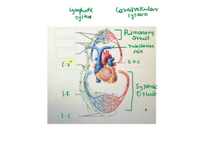 Correctly label the following features of the lymphatic system