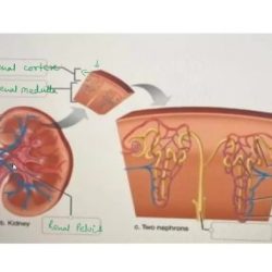 Lymphatic system immune physiology lymph labeled nodes chart limfatic sistemul organs stazioni diagrams linfodrenaggio map lymfestelsel drainage koibana circolazione arto