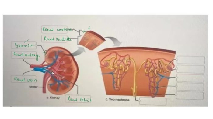 Lymphatic system immune physiology lymph labeled nodes chart limfatic sistemul organs stazioni diagrams linfodrenaggio map lymfestelsel drainage koibana circolazione arto