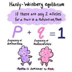 Amoeba sisters video recap hardy-weinberg equilibrium answer key