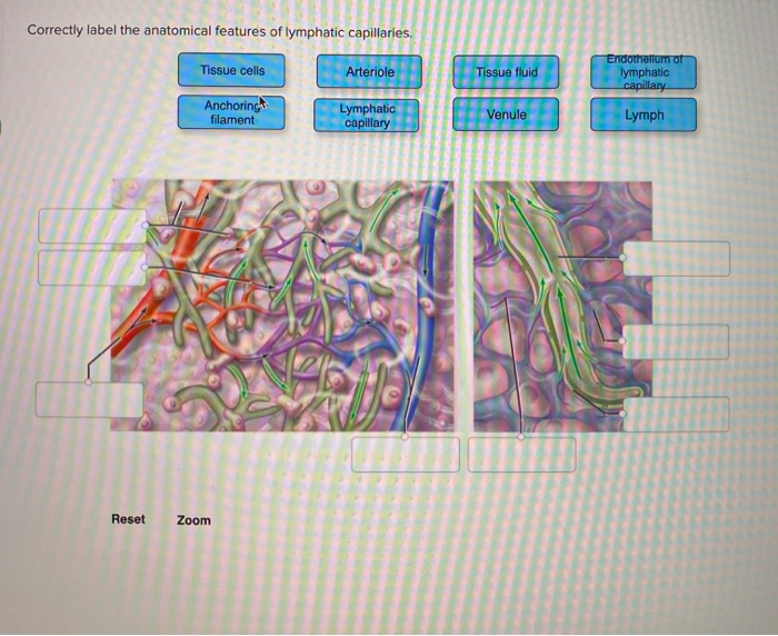 Lymphatic system lymph