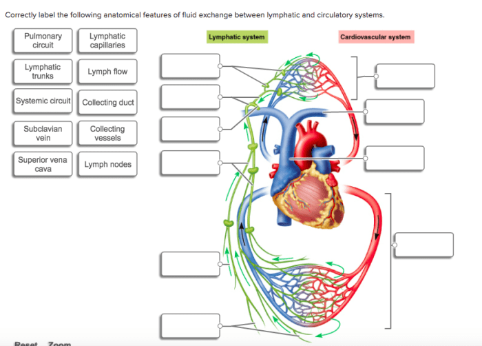 Correctly label the following features of the lymphatic system